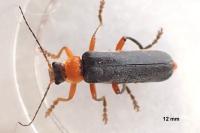 Cantharis pellucida