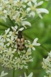 Pachytodes cerambyciformis