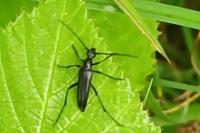 Rutpela nigra