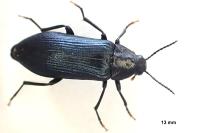 Melandrya caraboides