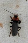 Cantharis fusca