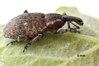Lepyrus palustris