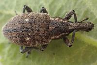 Lepyrus palustris