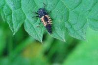 Harmonia axyridis