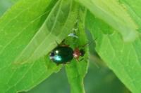 Lebia chlorocephala