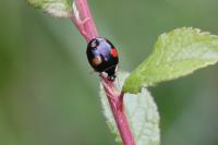 Harmonia axyridis