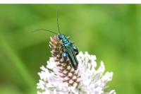 Oedemera nobilis