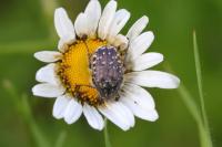 Oxythyrea funesta