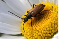Stictoleptura maculicornis