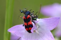 Trichodes alvearius