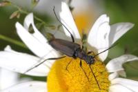 Anastrangalia dubia