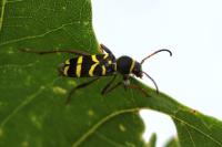 Clytus arietis