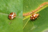 Vibidia duodecimguttata