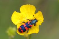 Trichodes alvearius