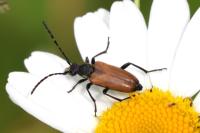 Stictoleptura maculicornis