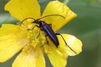Rutpela nigra