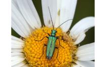 Oedemera nobilis