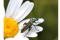 Oedemera nobilis