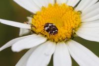 Anthrenus angustefasciatus