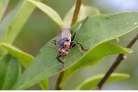 Cantharis fusca
