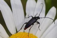 Rutpela nigra