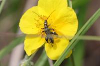 Oedemera nobilis