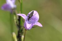 Oedemera nobilis