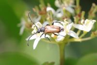 Stictoleptura maculicornis