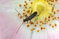 Grammoptera ruficornis