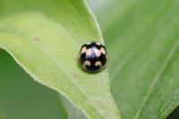 Propylea quatuordecimpunctata