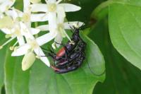 Rutpela nigra