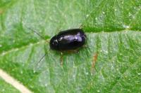 Cryptocephalus ocellatus