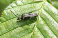 Oedemera nobilis