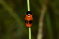 Clytra laeviuscula