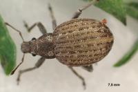 Attactagenus plumbeus