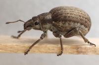 Attactagenus plumbeus