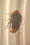 Ochina latreillii