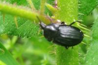 Silpha tristis