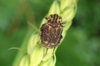 Valgus hemipterus