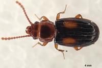Laemophloeus monilis