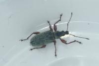 Phyllobius glaucus