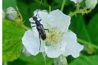 Anoplodera sexguttata