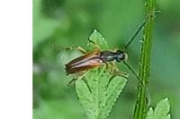 Alosterna tabacicolor