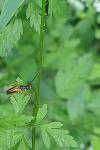 Alosterna tabacicolor