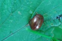 Chrysolina staphylaea