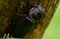 Lucanus cervus