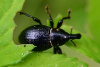 Liparus coronatus