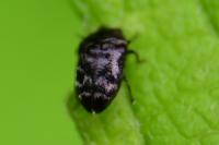 Trachys minutus