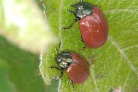 Chrysomela populi