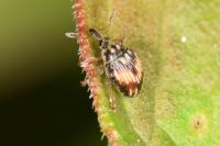 Nanophyes marmoratus